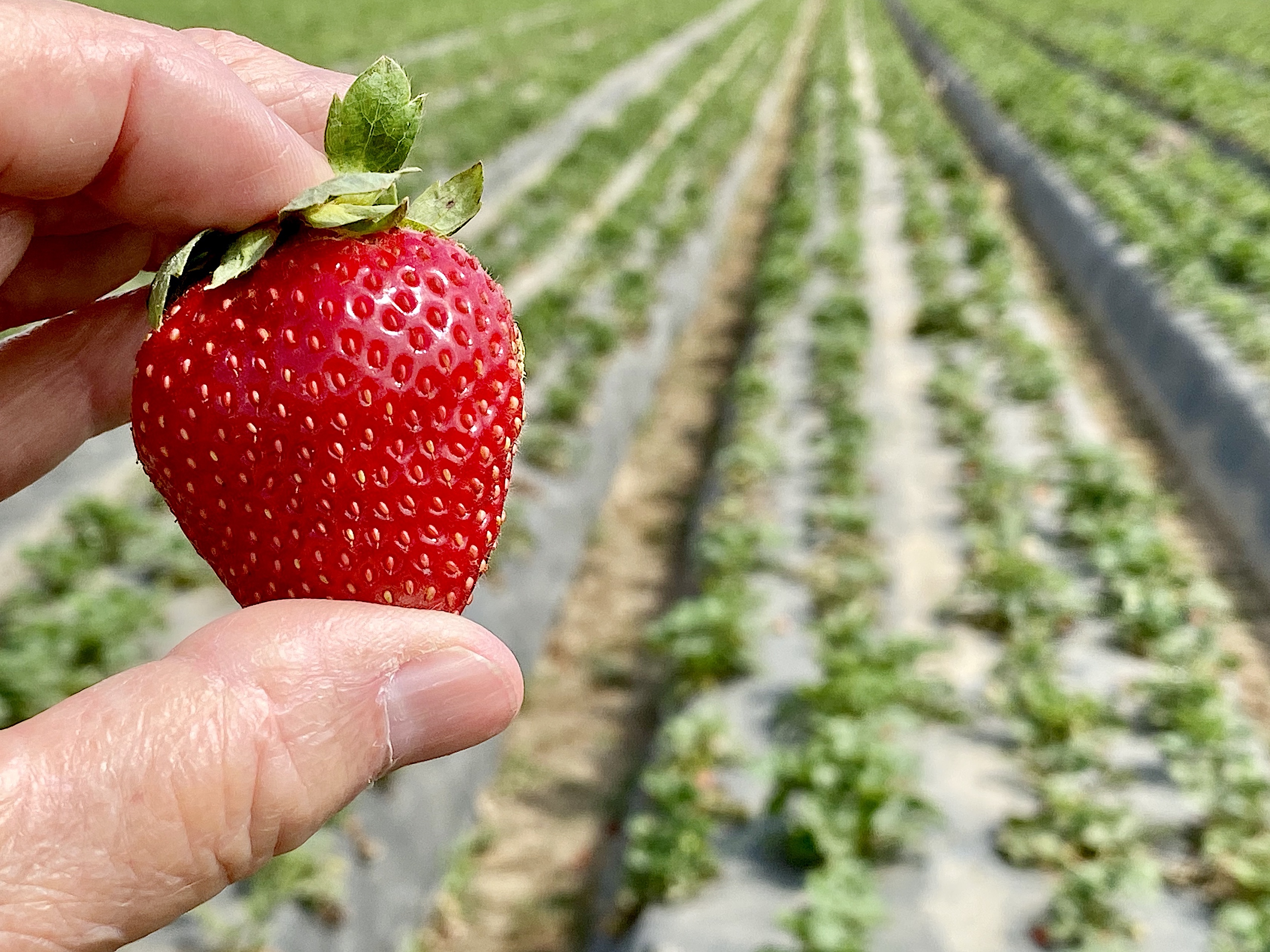 Strawberries A Love Story | Edible Ojai & Ventura County